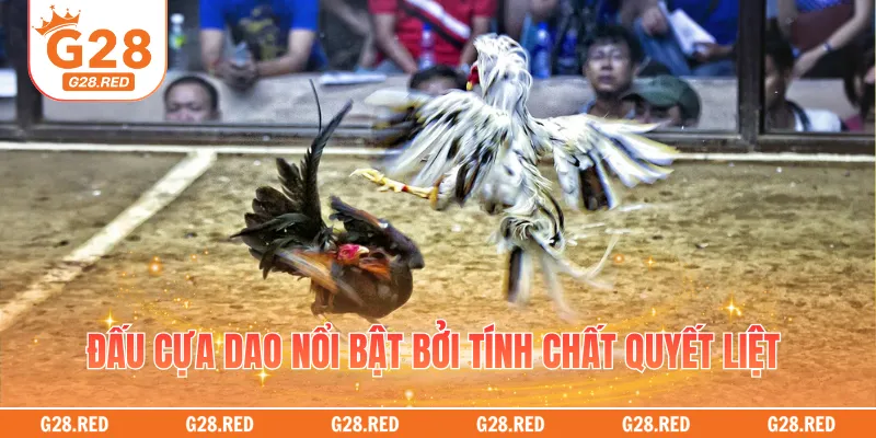 Đấu cựa dao nổi bật bởi tính chất quyết liệt