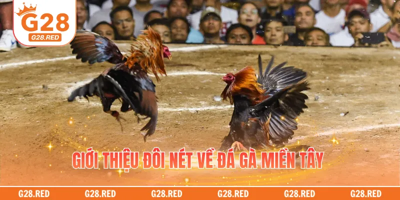 Giới thiệu đôi nét về đá gà miền Tây