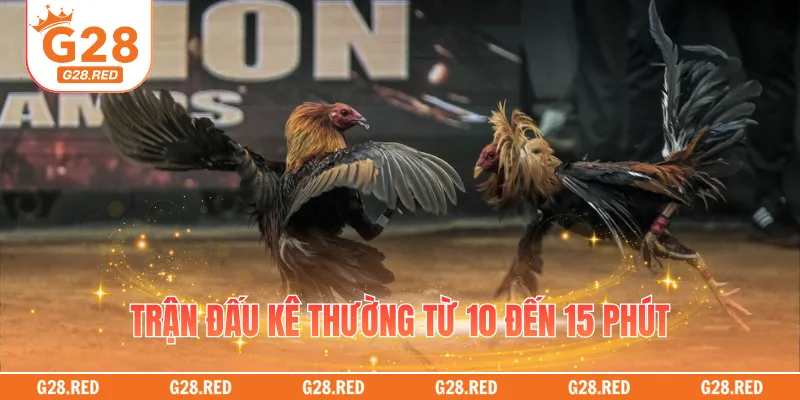 Trận đấu kê thường từ 10 đến 15 phút